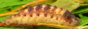 Larvae
